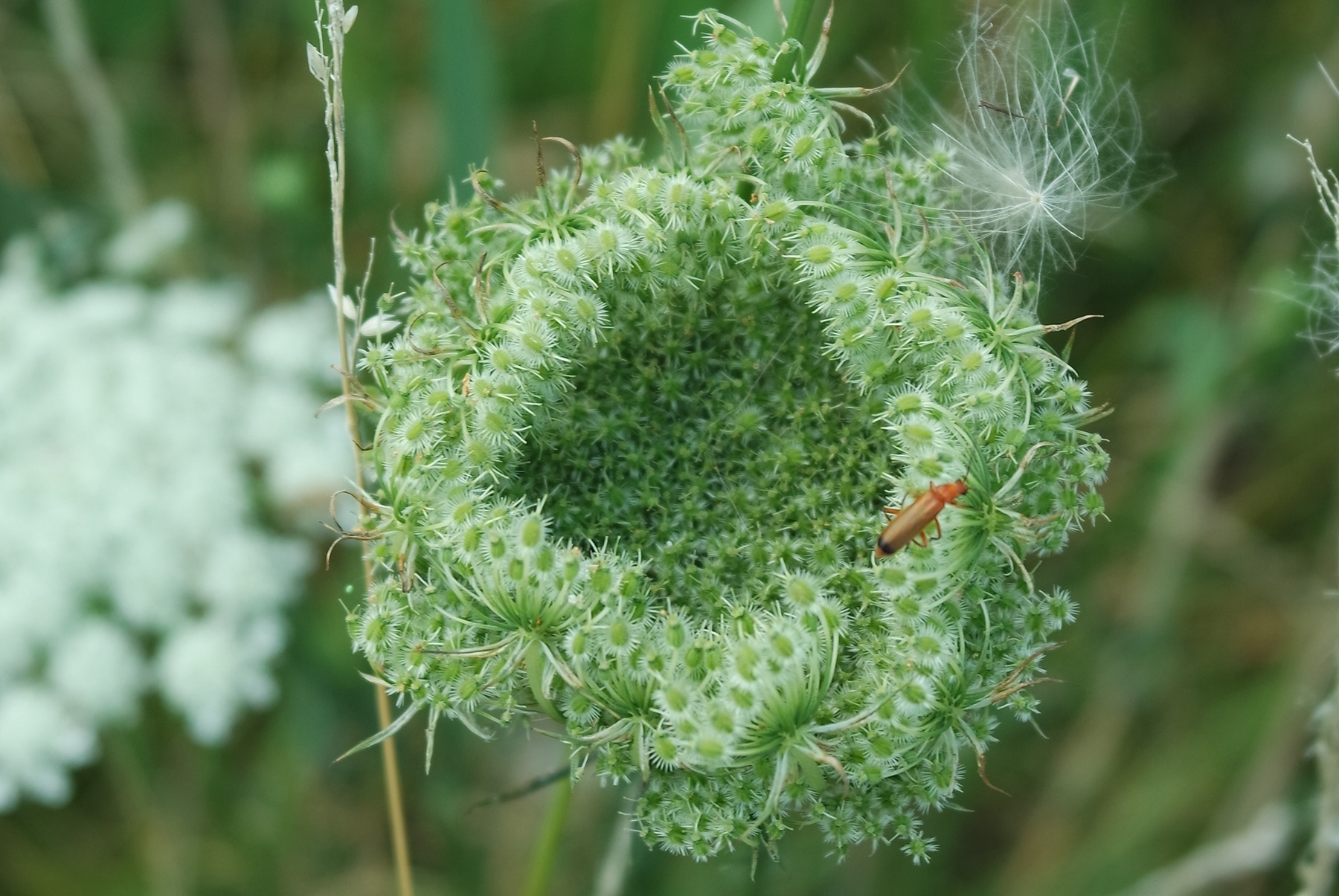 nature green